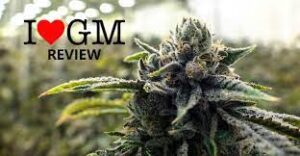 Ilovegrowingmarijuana Seed Review