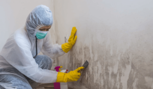 Mold Inspections
