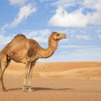 camel and sand for example