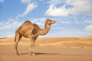 camel and sand for example