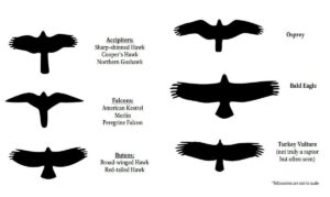 hawk vs eagle vs falcon