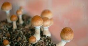 can you smoke magic mushrooms