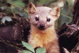 cousin of a weasel