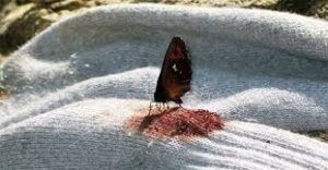 do butterflies drink blood