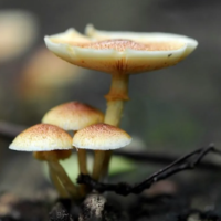 Understanding The Importance Of Proper Dosage And Responsible Use Of Shrooms