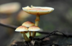 Common terms for psilocybin mushrooms include magic mushrooms and shrooms, due to the psychoactive properties